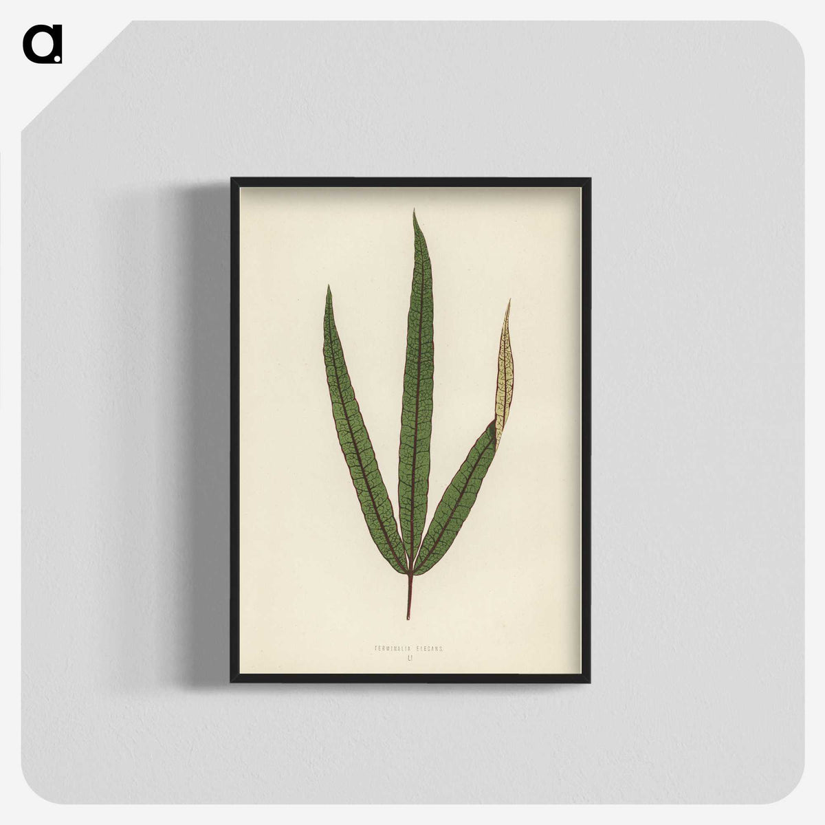1-30_New-and-Rare-Beautiful-Leaved-Plants_blk-crop