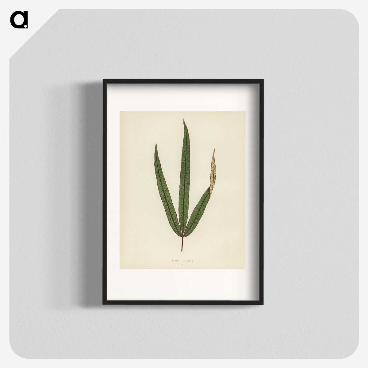 1-30_New-and-Rare-Beautiful-Leaved-Plants_blk