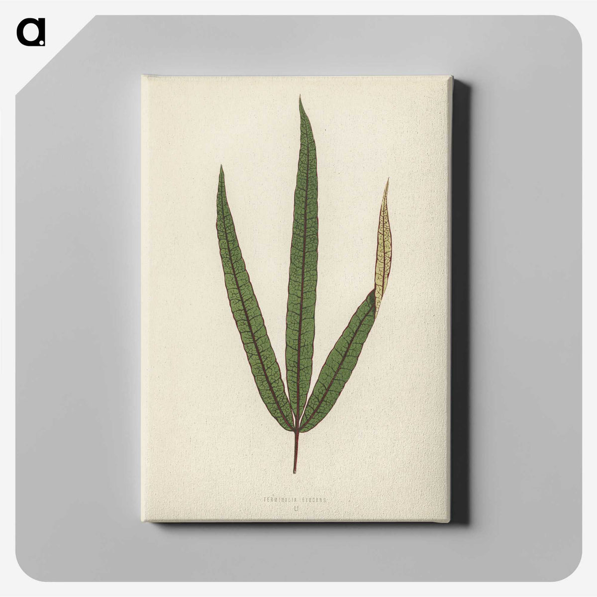 1-30_New-and-Rare-Beautiful-Leaved-Plants_canvas