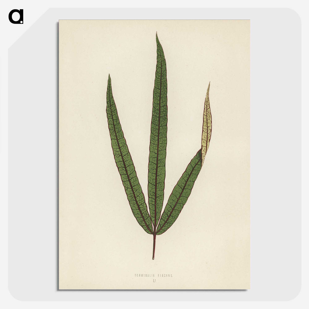 1-30_New-and-Rare-Beautiful-Leaved-Plants_picture-crop