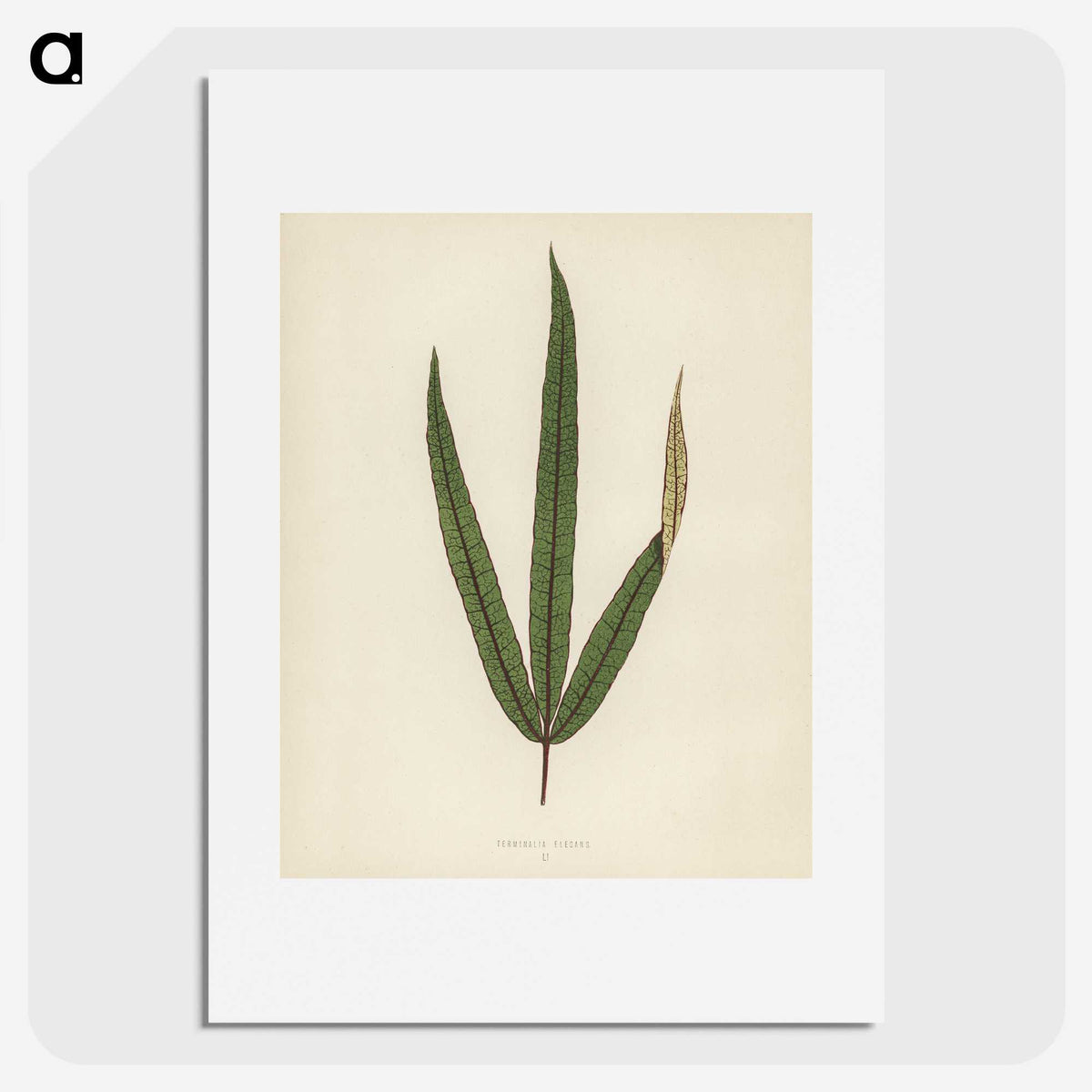 1-30_New-and-Rare-Beautiful-Leaved-Plants_picture
