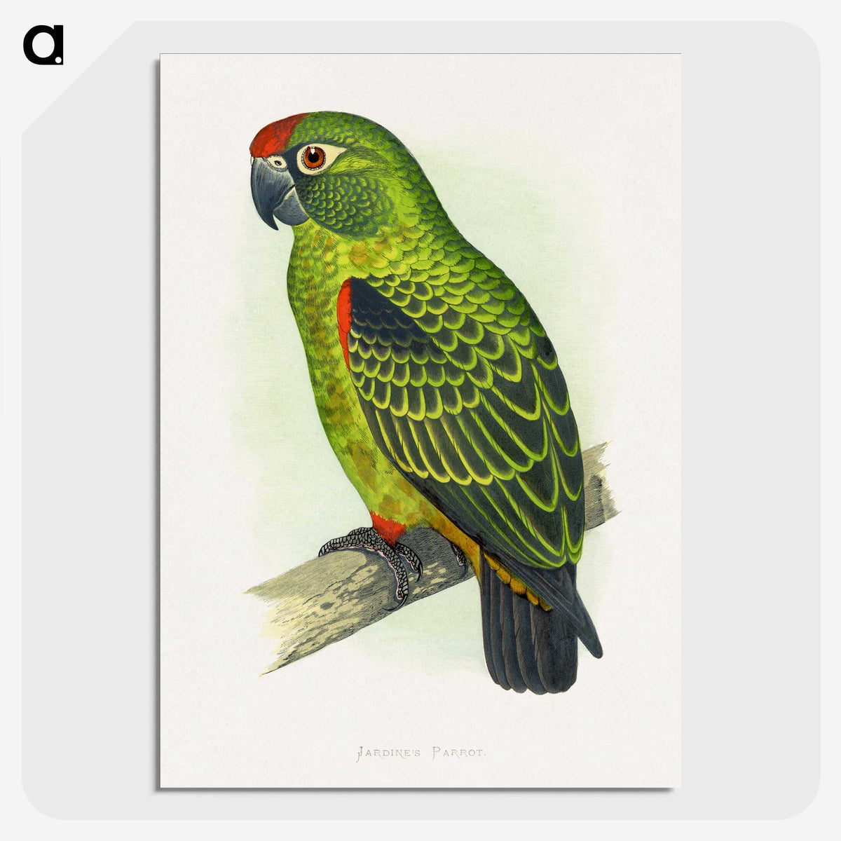 1-30_Parrots-in-Captivity_picture-crop
