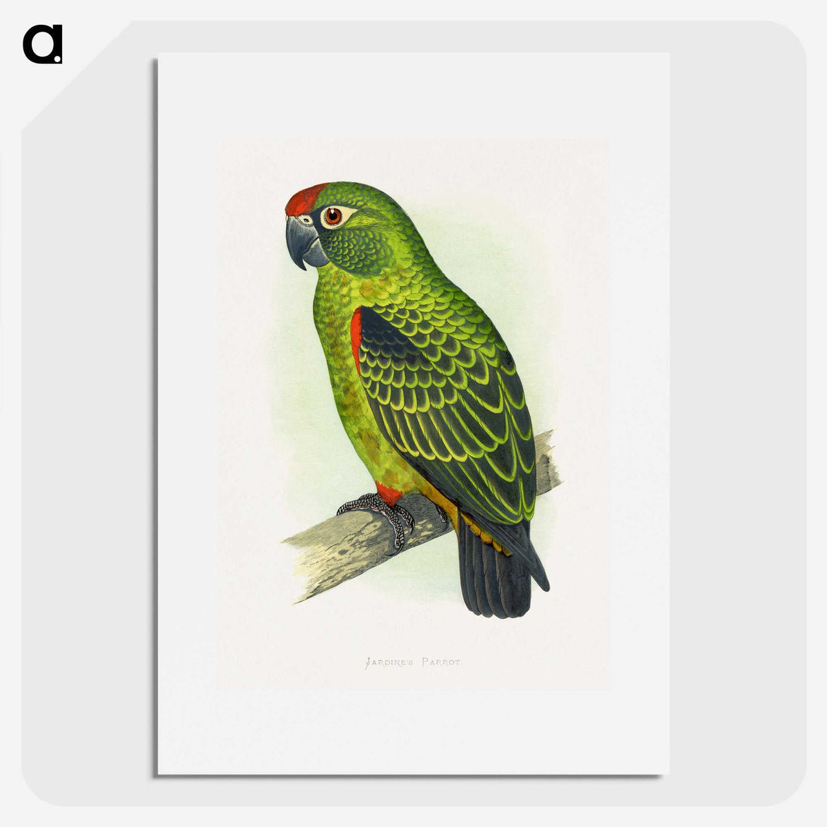 1-30_Parrots-in-Captivity_picture