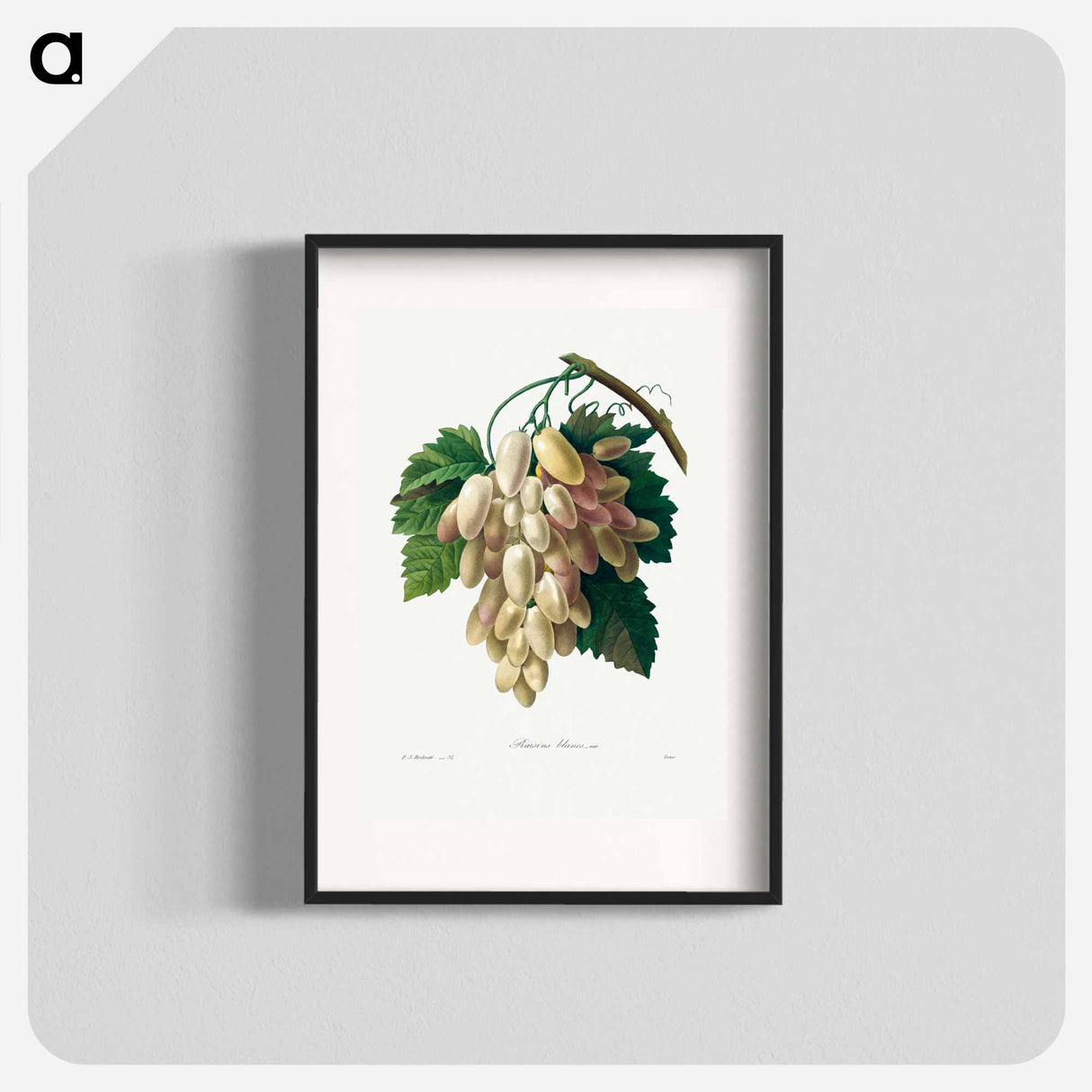 White Grape - ピエール ジョゼフ ルドゥーテ Poster.