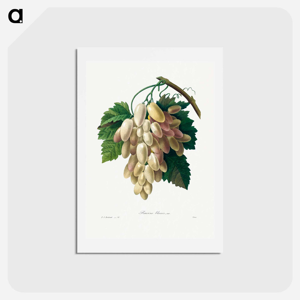 アートポストカード-White Grape - ピエール ジョゼフ ルドゥーテ Postcard.