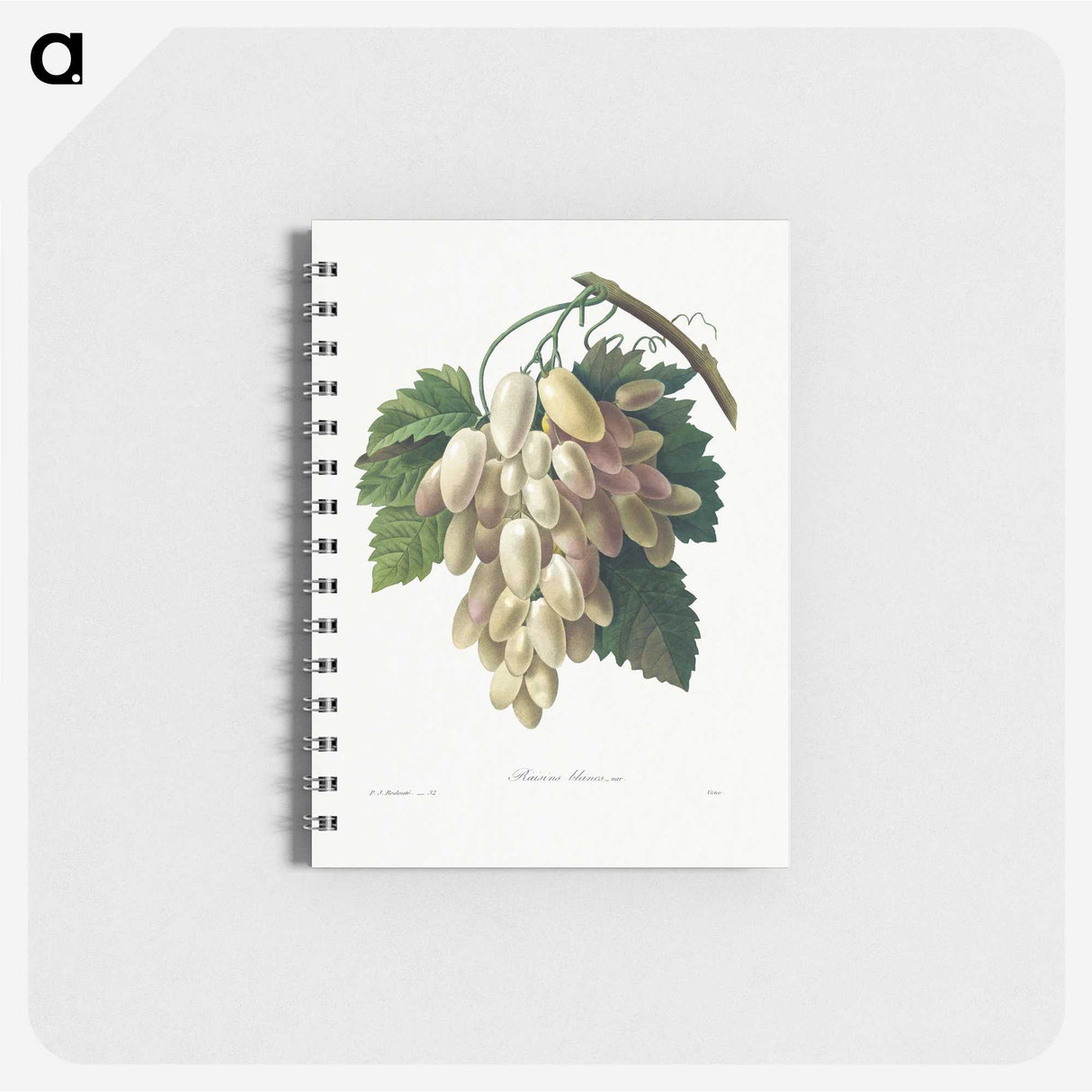 1-30_Pierre-Joseph-Redoute_memo