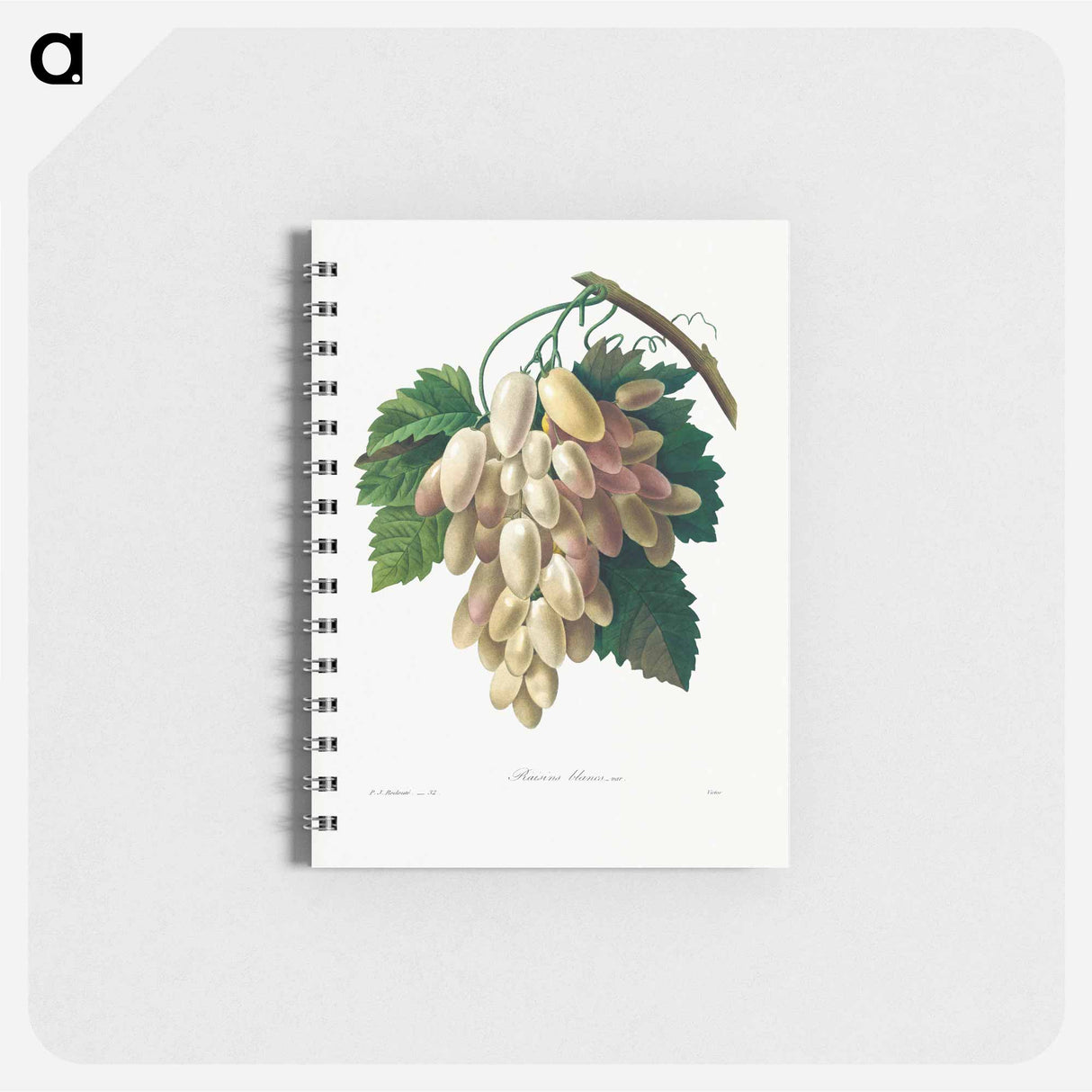 アートメモ帳-White Grape - ピエール ジョゼフ ルドゥーテ Memo.