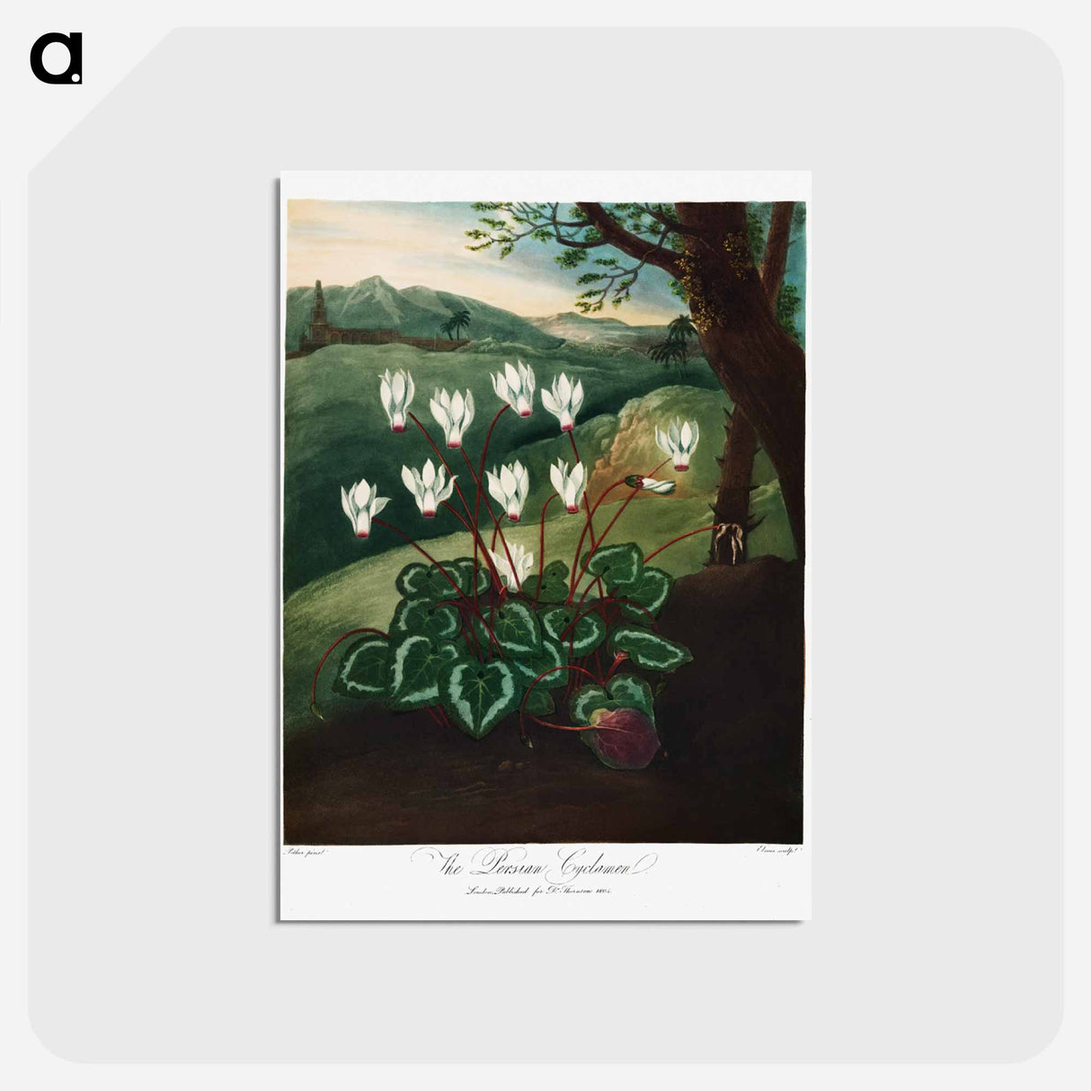 アートポストカード-Persian Cyclamen
- ロバート ジョン ソーントン Postcard.