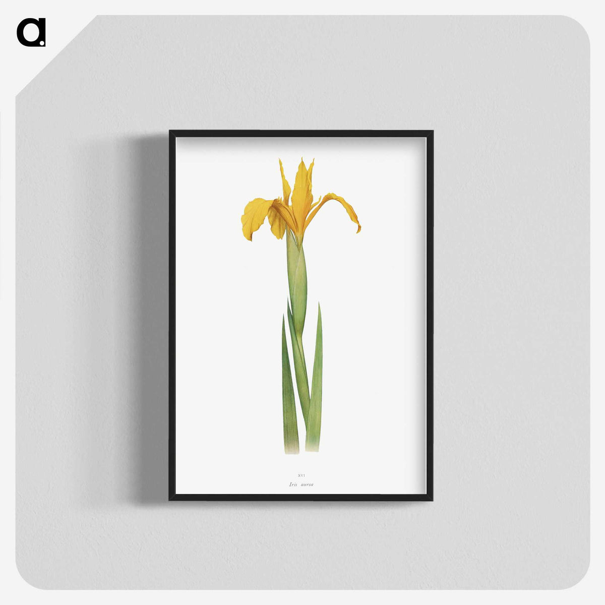 1-30_The-Genus-Iris_blk-crop