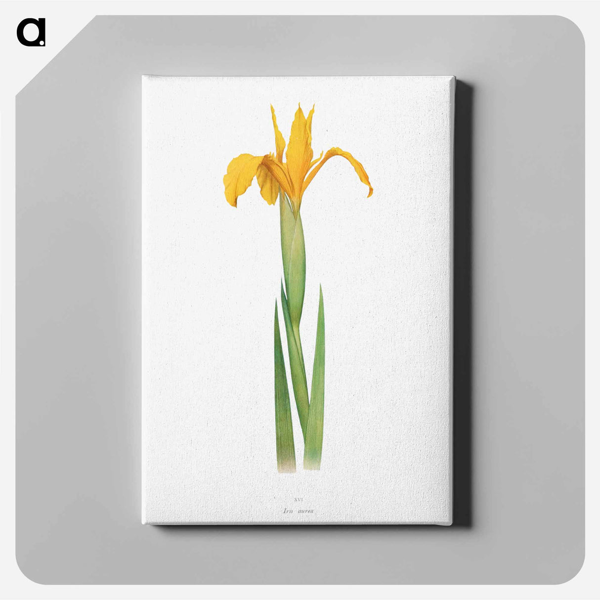 アートパネル-Iris Aurea from The Genus Iris
- アヤメ属 Canvas.