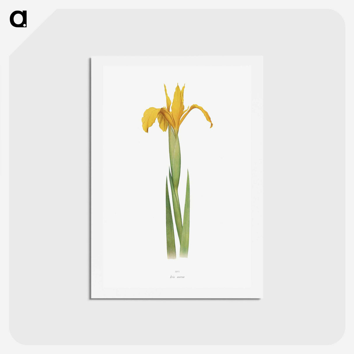 1-30_The-Genus-Iris_hagaki