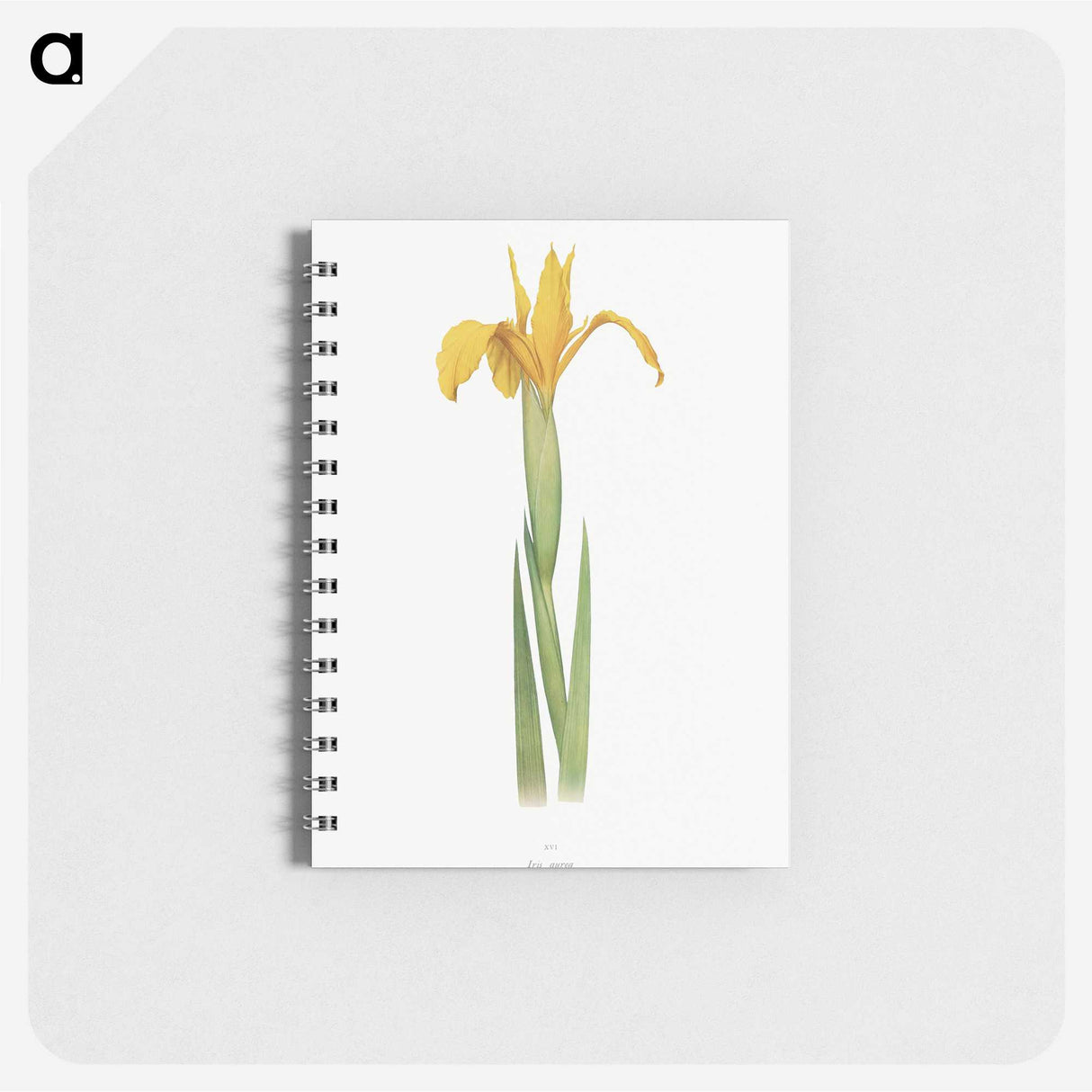 1-30_The-Genus-Iris_memo