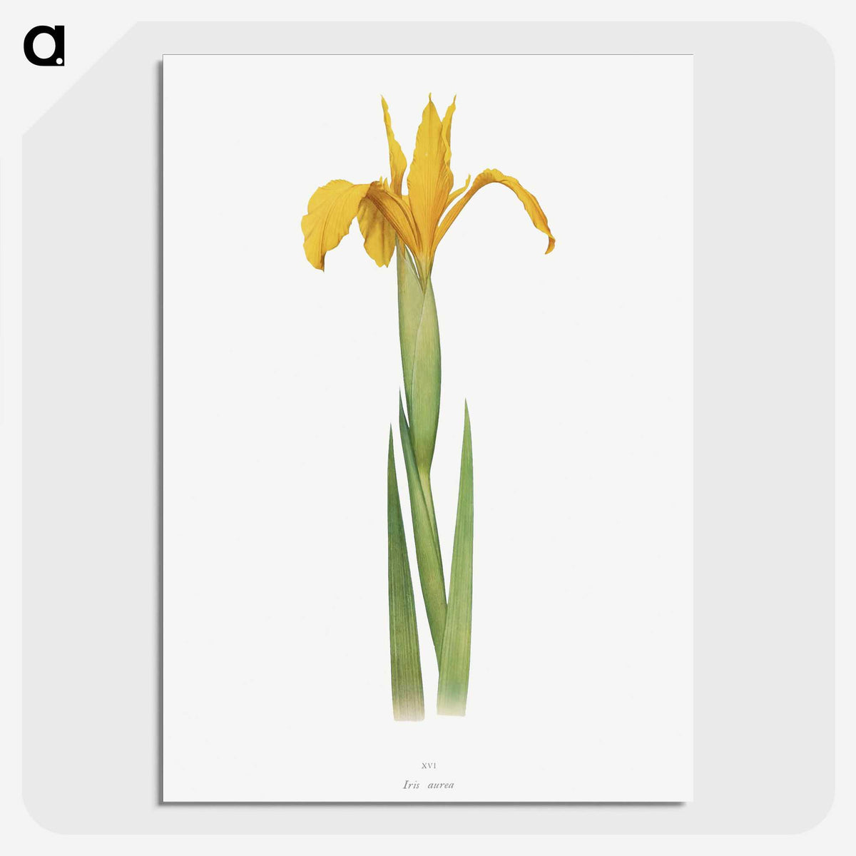 1-30_The-Genus-Iris_picture-crop