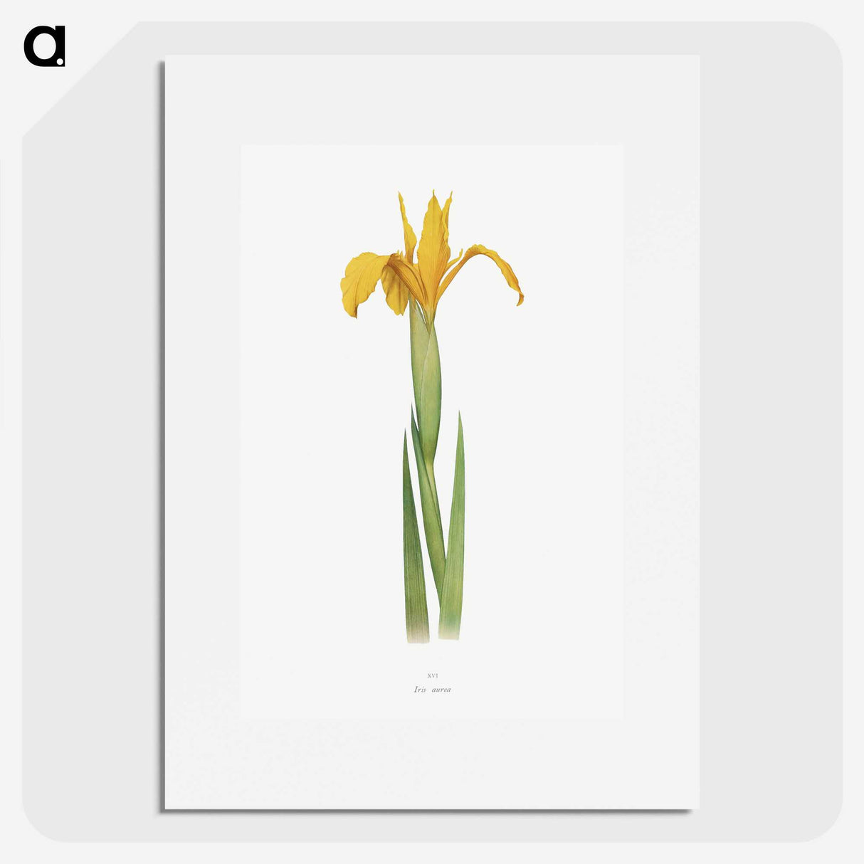 1-30_The-Genus-Iris_picture