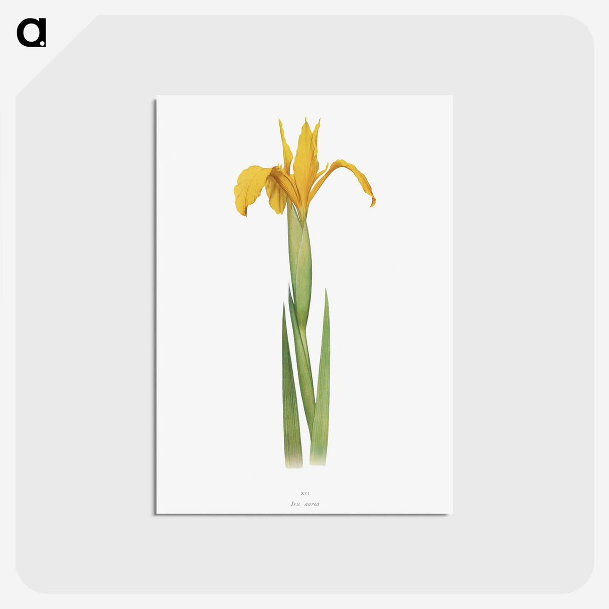 1-30_The-Genus-Iris_postcard