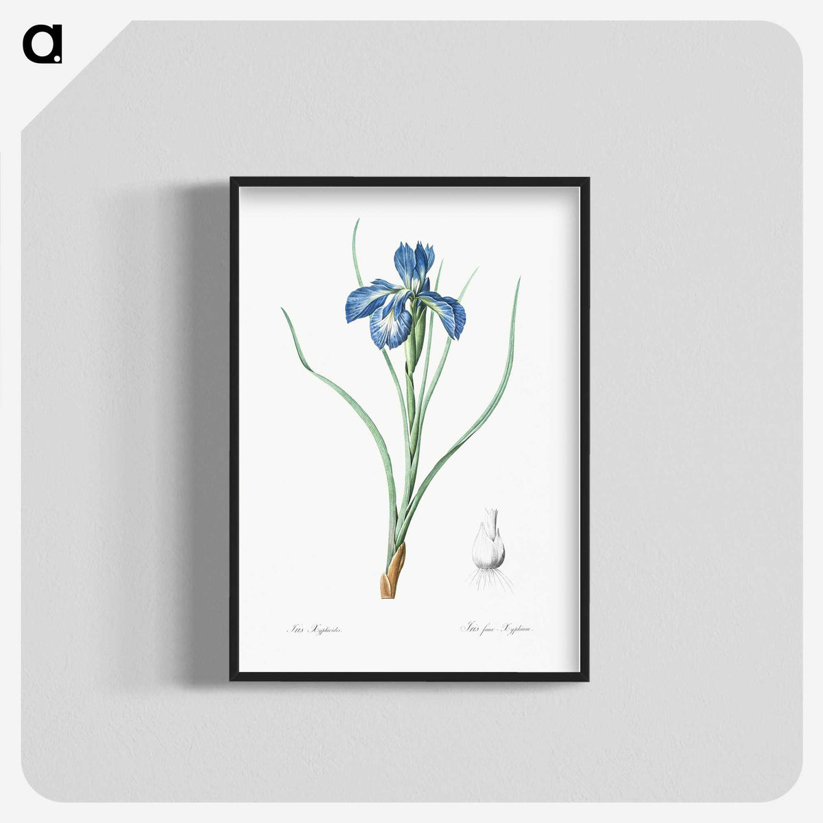 1-30_The-Lilies_blk-crop