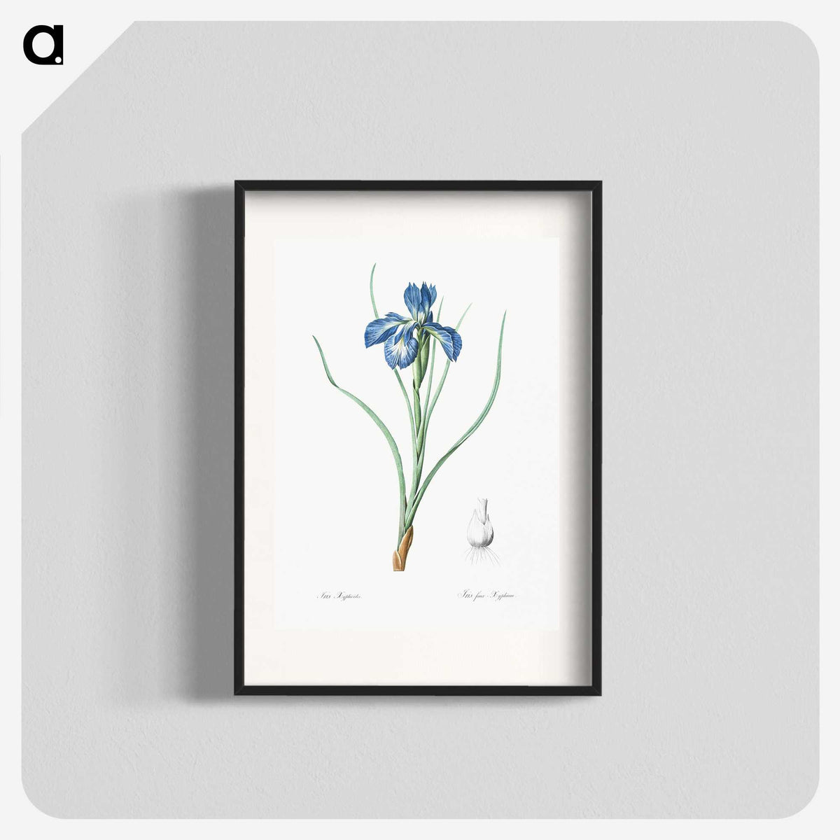 1-30_The-Lilies_blk