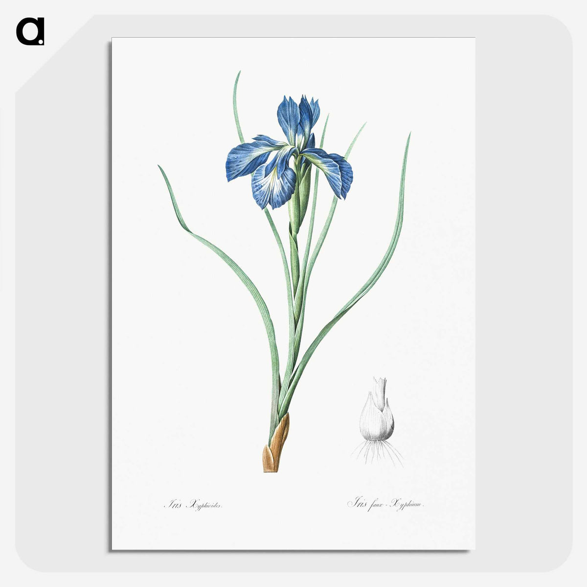 1-30_The-Lilies_picture-crop