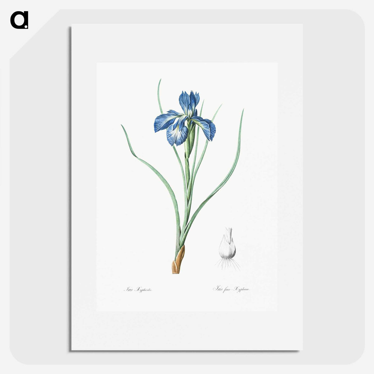 1-30_The-Lilies_picture