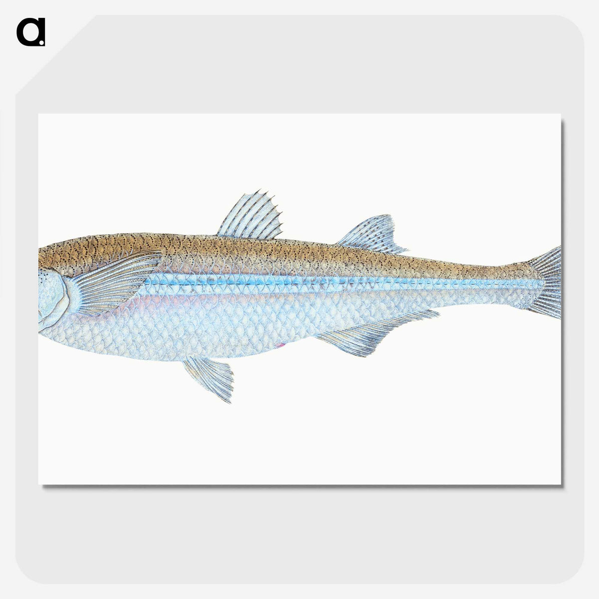 1-30_The-Natural-History-of-British-Fishes_picture-crop