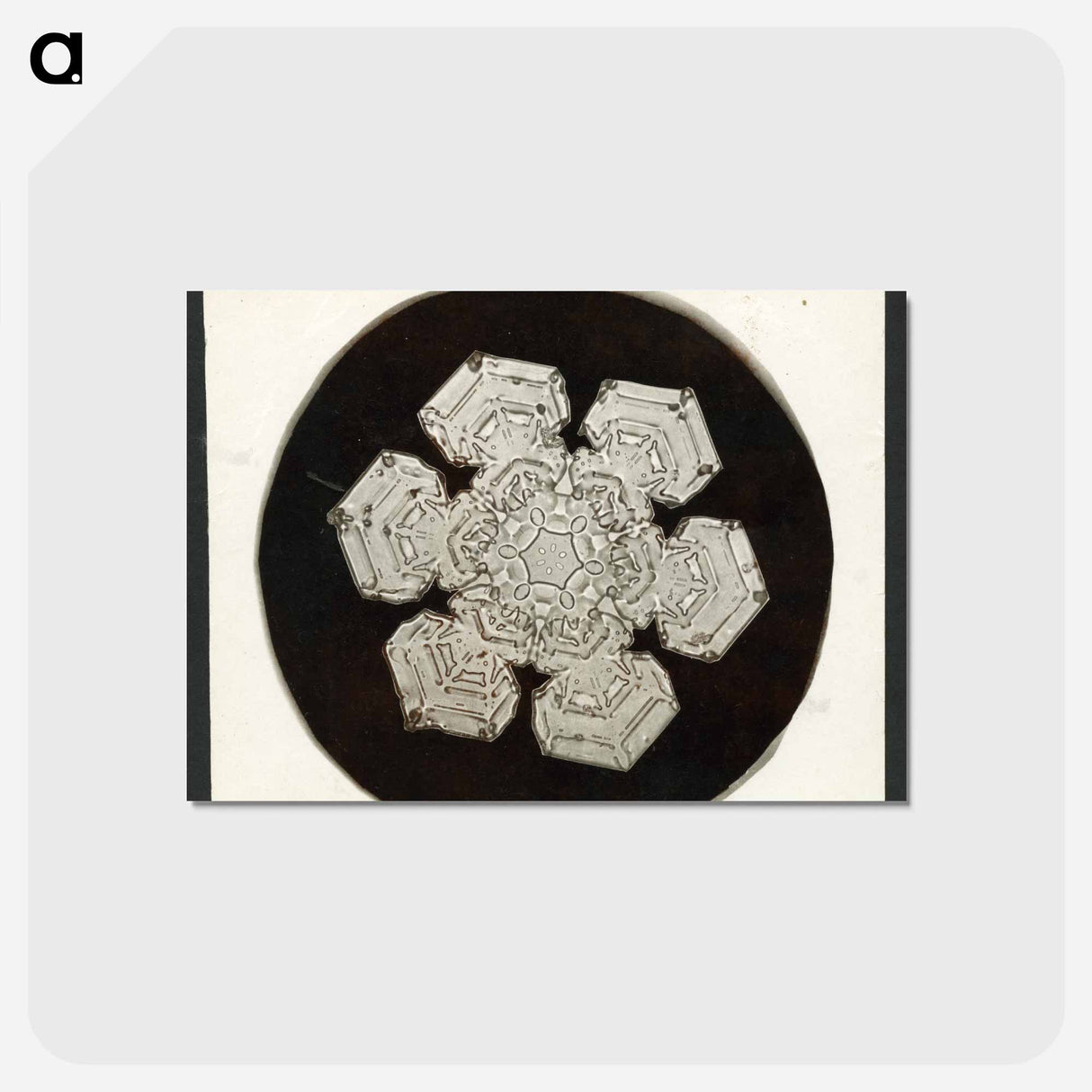 アートポストカード-Wilson Bentley Photomicrograph of Stellar Snowflake No. 1055 - ウィルソン ベントレー Postcard.