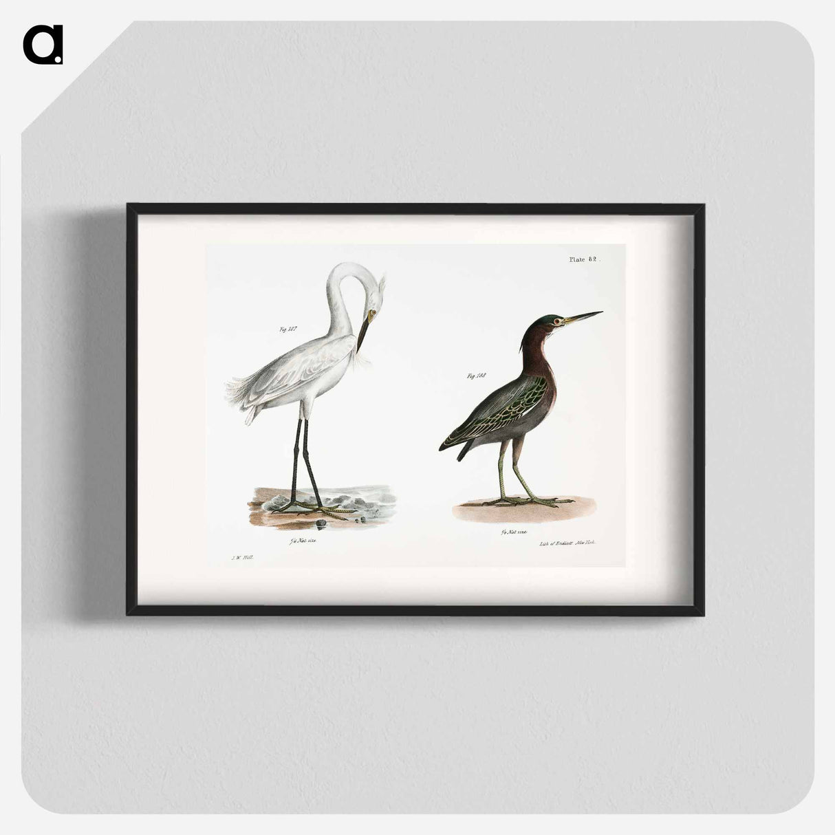 White-crested Heron (Ardea candidissima) 188. Green Heron or Poke (Ardea virescens) illustration from Zoology of New York by - Zoology of New York Poster.