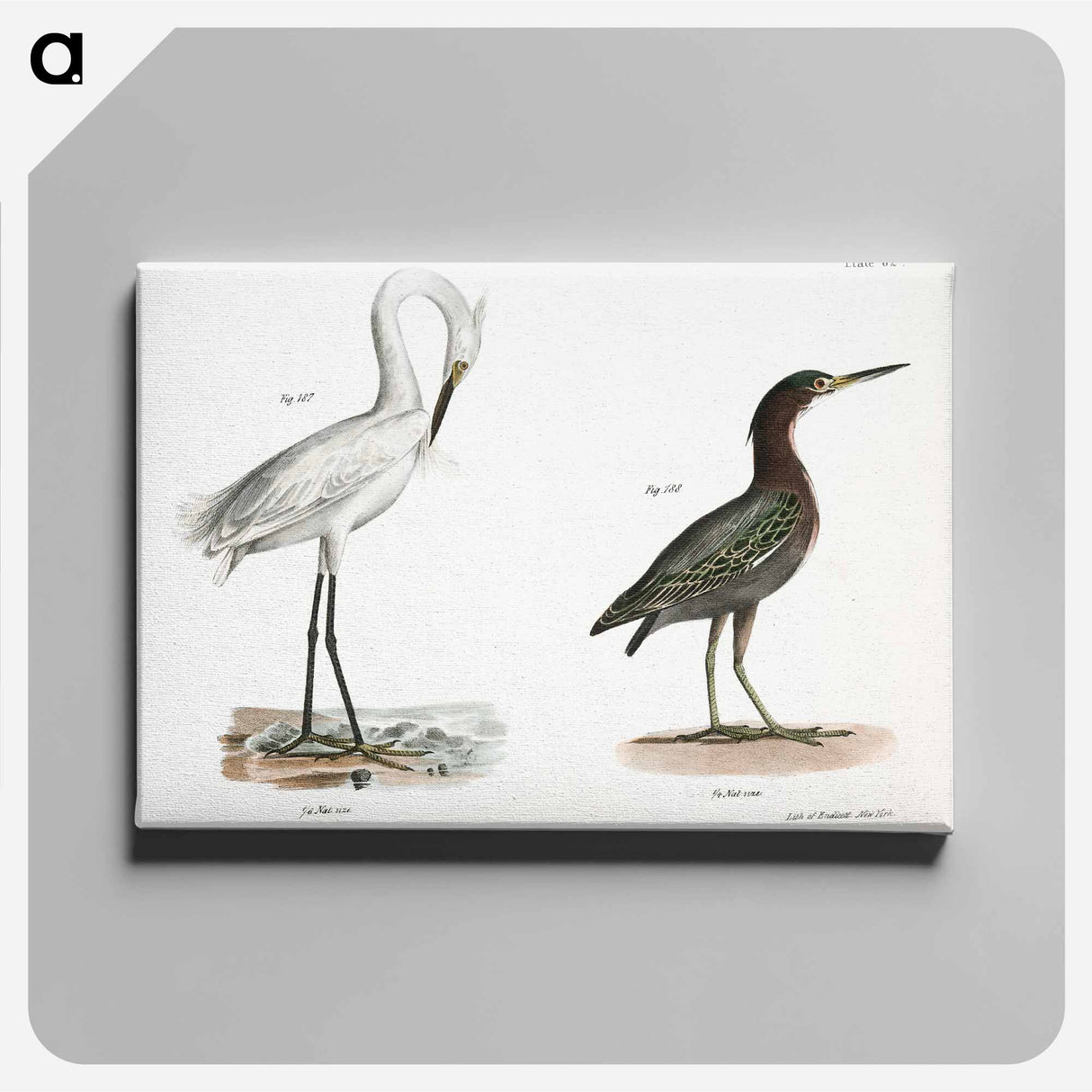 White-crested Heron (Ardea candidissima) 188. Green Heron or Poke (Ardea virescens) illustration from Zoology of New York by - Zoology of New York Canvas.
