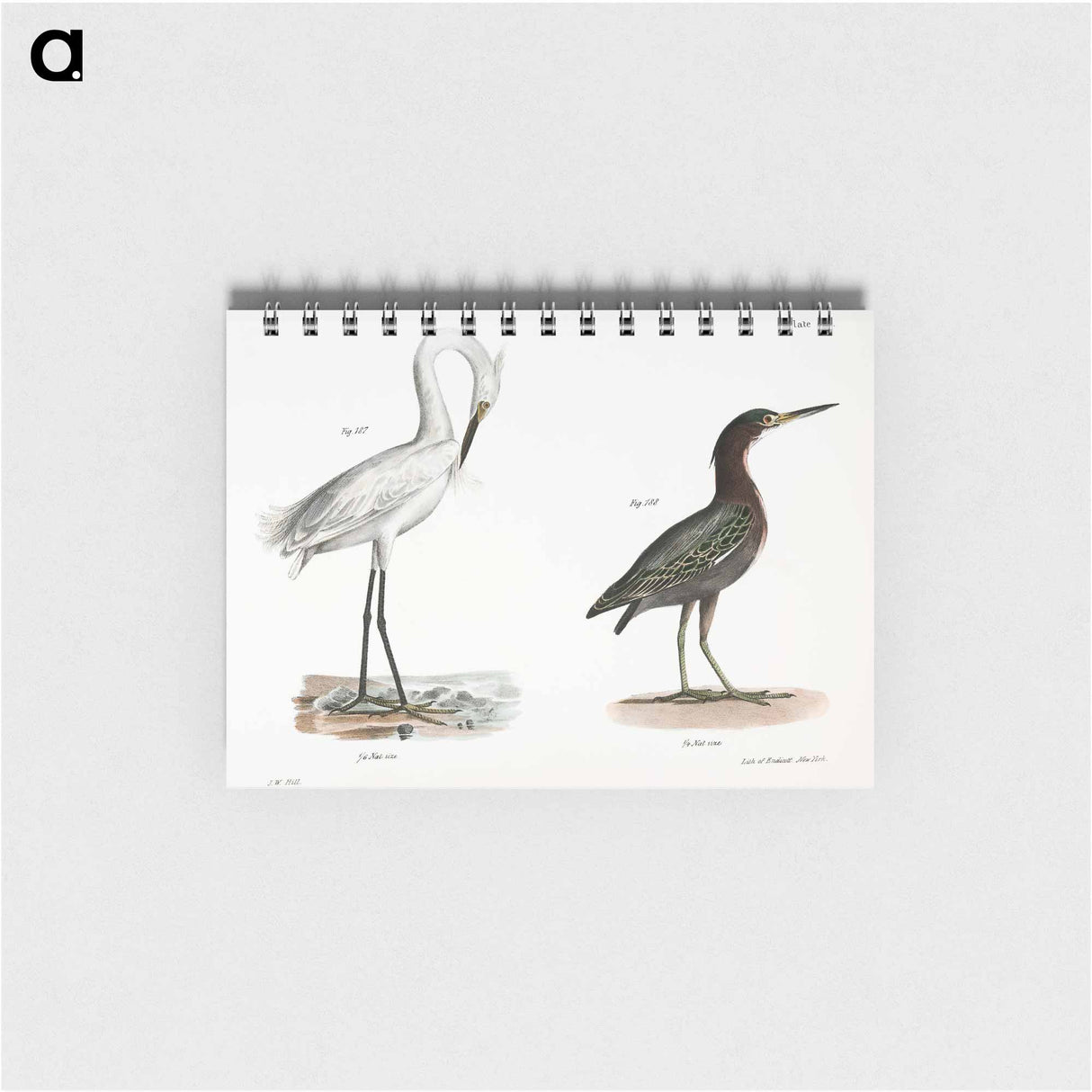 White-crested Heron (Ardea candidissima) 188. Green Heron or Poke (Ardea virescens) illustration from Zoology of New York by - ニューヨークの動物学 Memo.