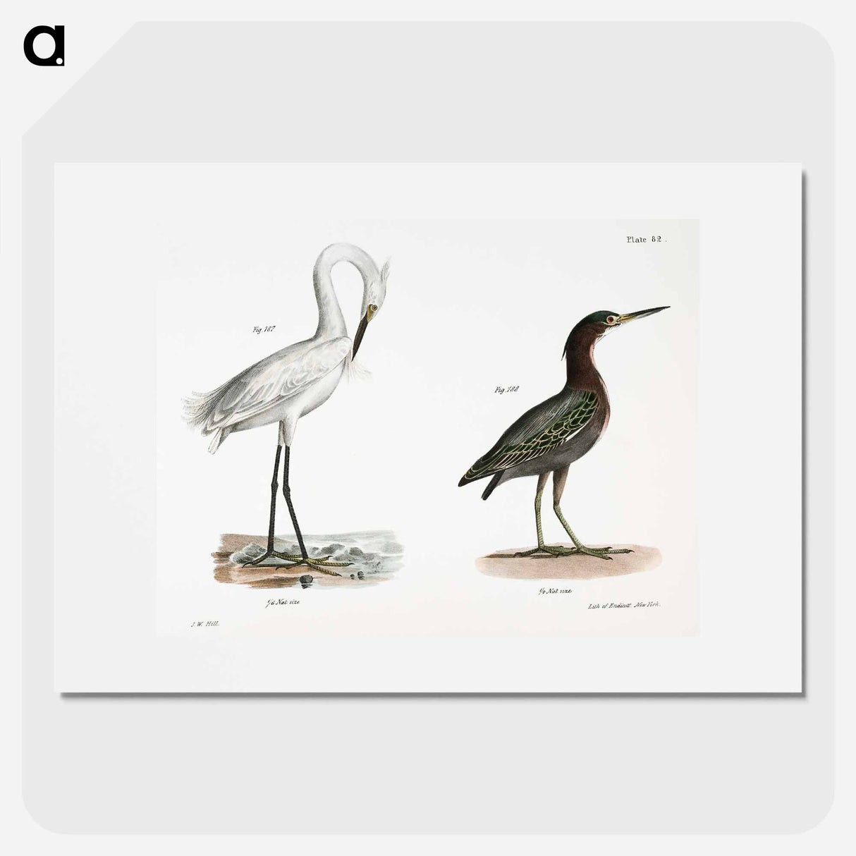 White-crested Heron (Ardea candidissima) 188. Green Heron or Poke (Ardea virescens) illustration from Zoology of New York by - Zoology of New York Poster.