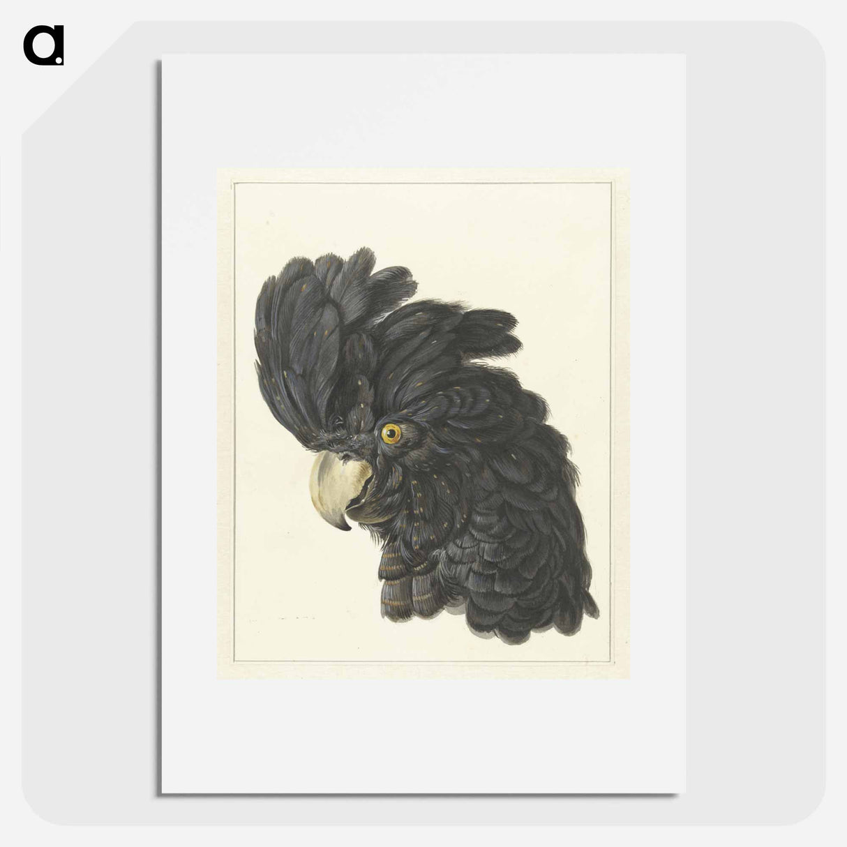 Head of a Cockatoo - アールト シューマン Poster.