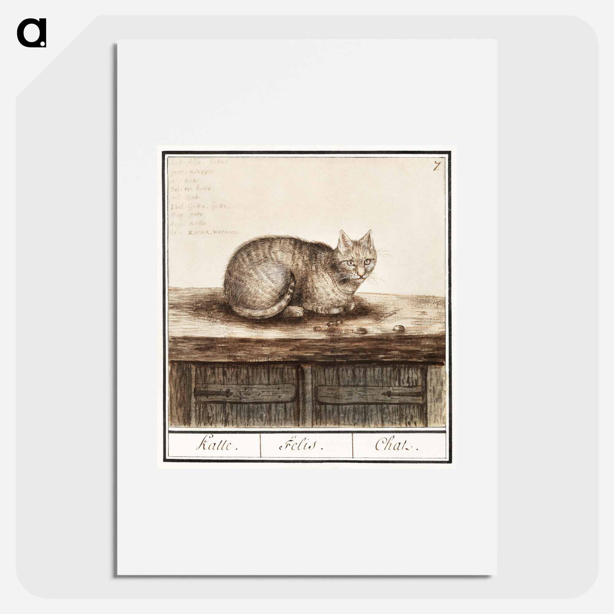 アートポスター-Cat - アンセルムス ボエティウス デ ブート Poster.