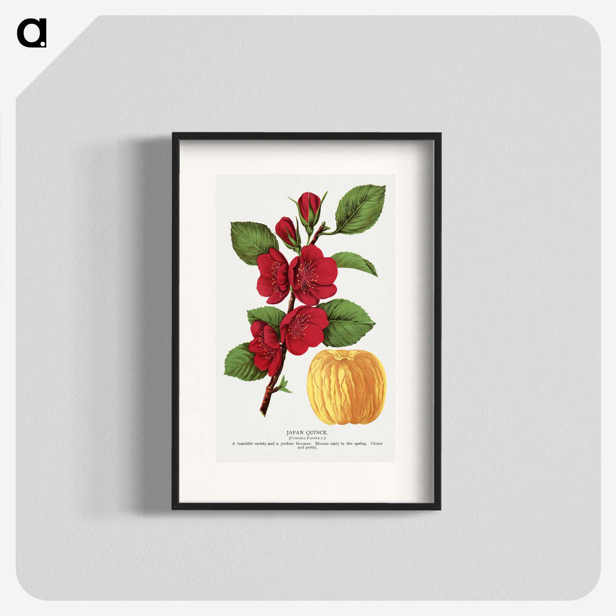 1-31_Botanical-Specimen-Plates_blk
