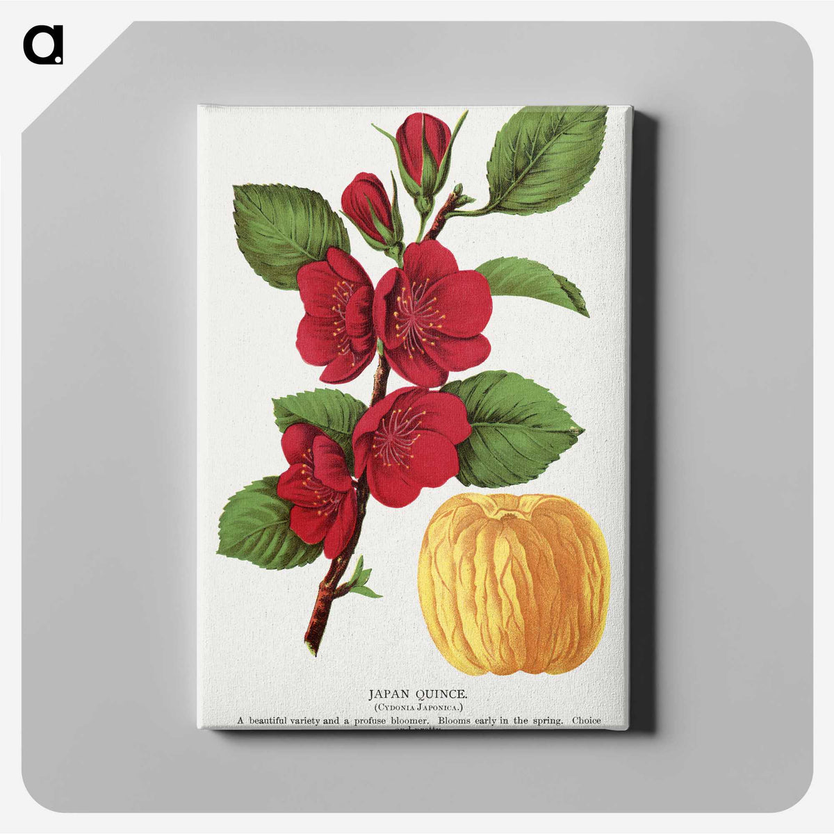 1-31_Botanical-Specimen-Plates_canvas