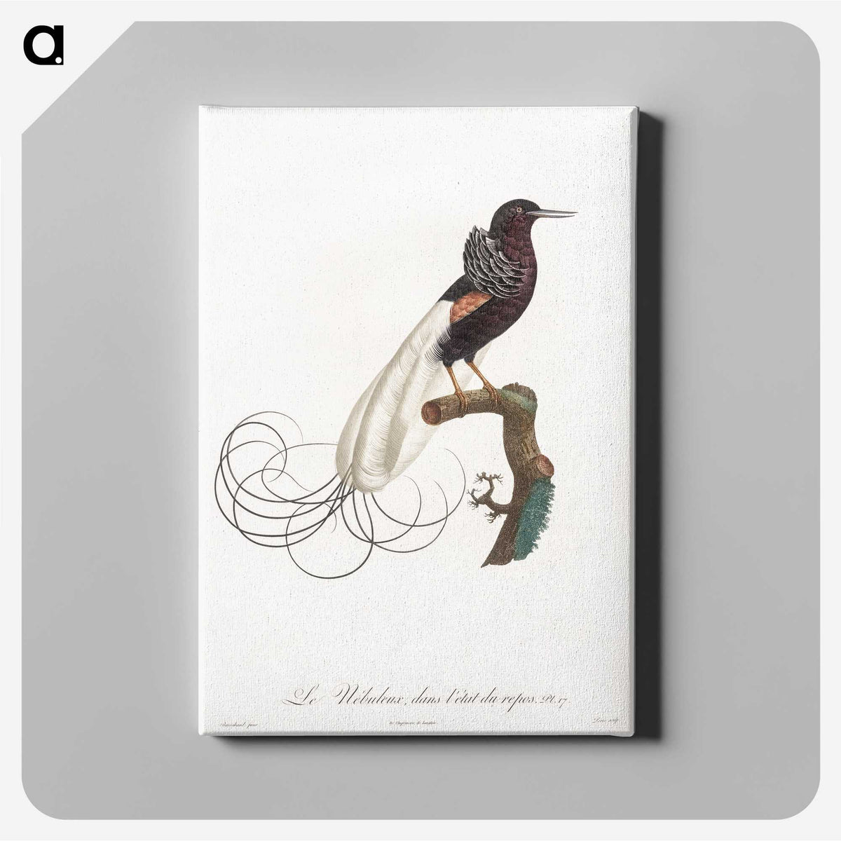 1-31_Des-Oiseaux-de-Paradis_canvas