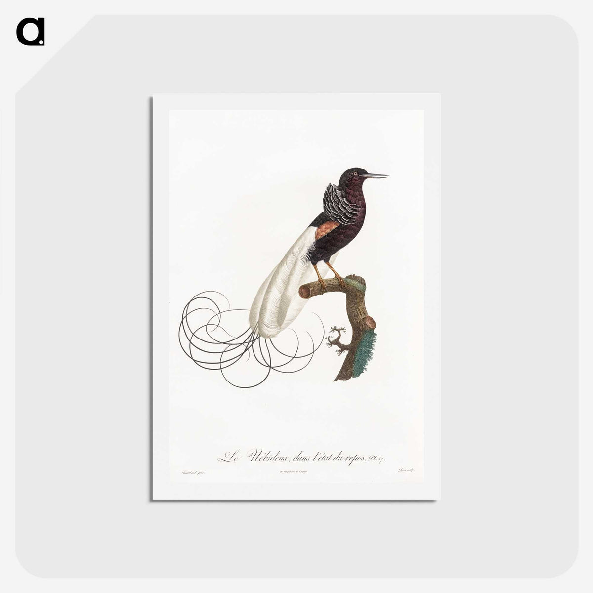 1-31_Des-Oiseaux-de-Paradis_hagaki