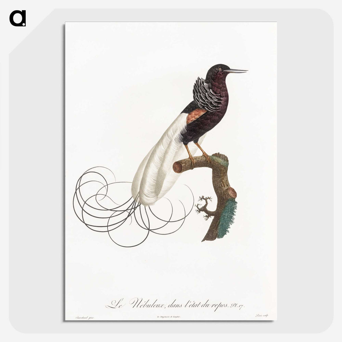 1-31_Des-Oiseaux-de-Paradis_picture-crop