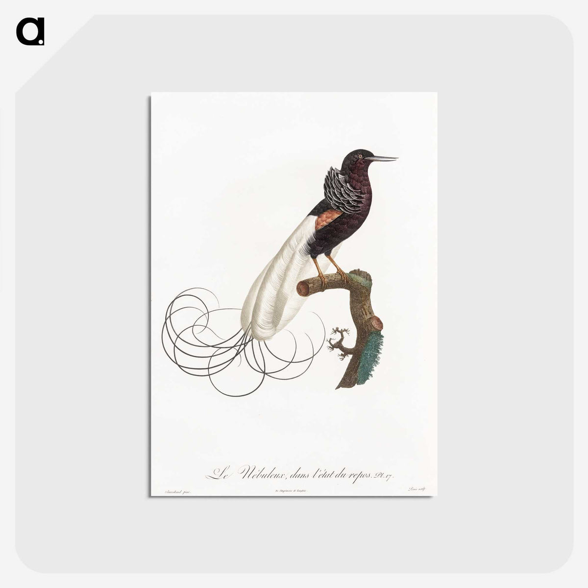1-31_Des-Oiseaux-de-Paradis_postcard