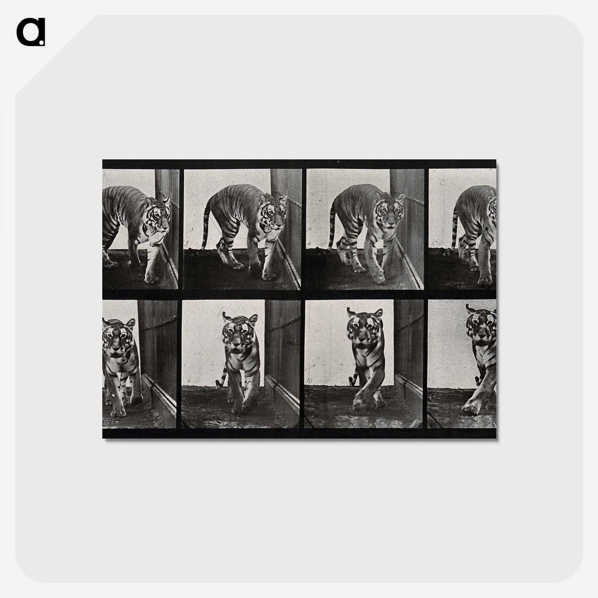 1-31_Eadweard-Muybridge_postcard