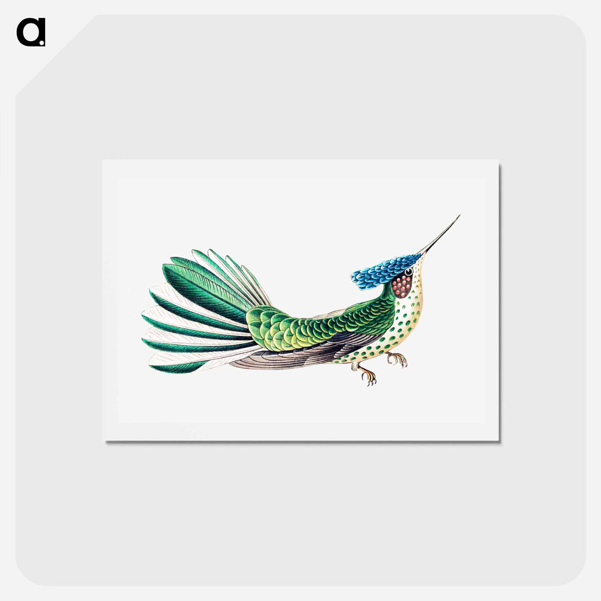 アートポストカード-Colorful vintage hummingbird illustration - エルンスト ヘッケル Postcard.