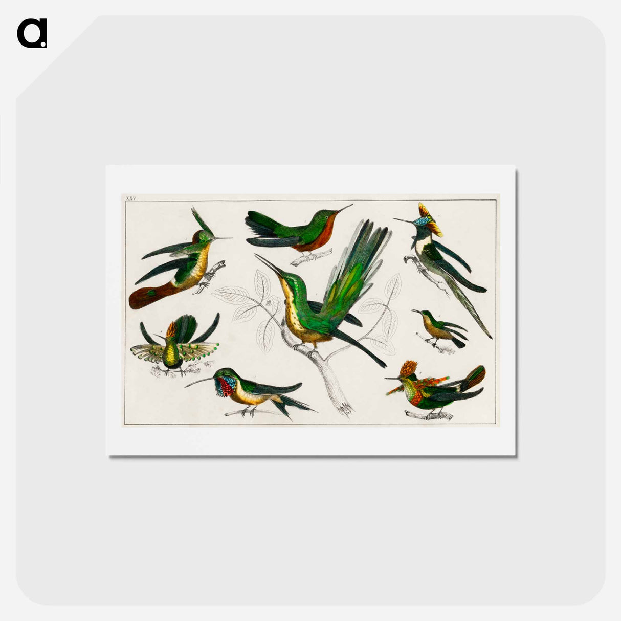 アートポストカード-Birds from Goldsmith's Animated Nature
- ゴールドスミスの生き生きとした自然 Postcard.