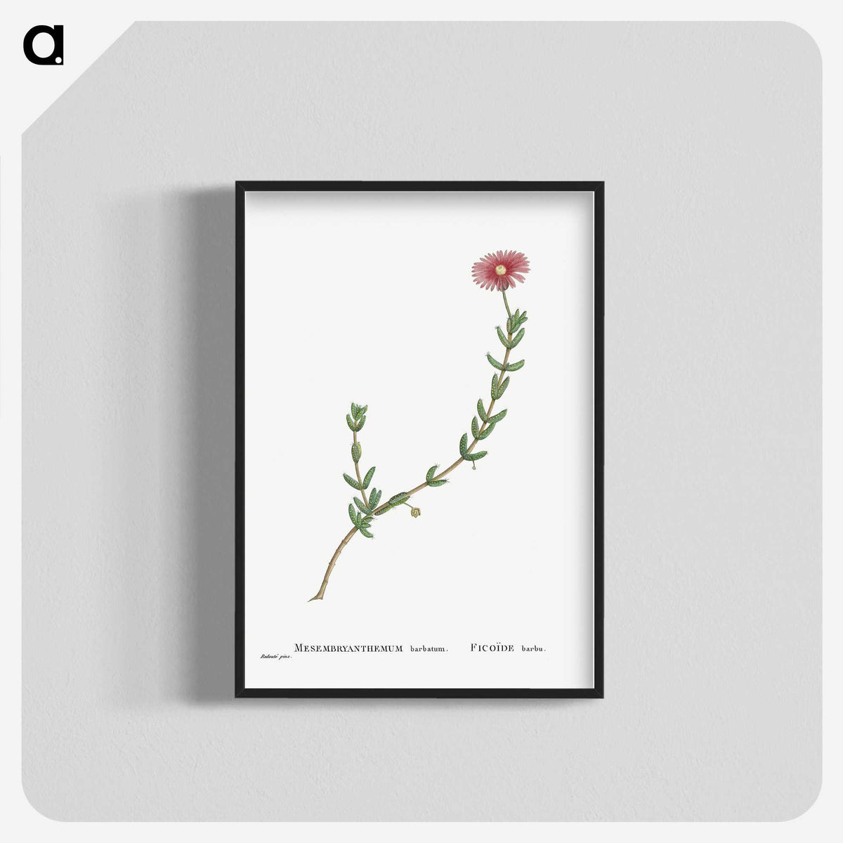 1-31_Histoire-des-Plantes-Grasses_blk-crop