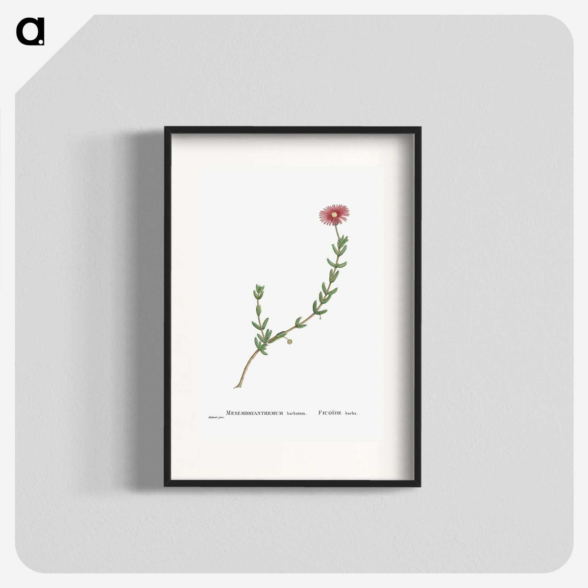 1-31_Histoire-des-Plantes-Grasses_blk
