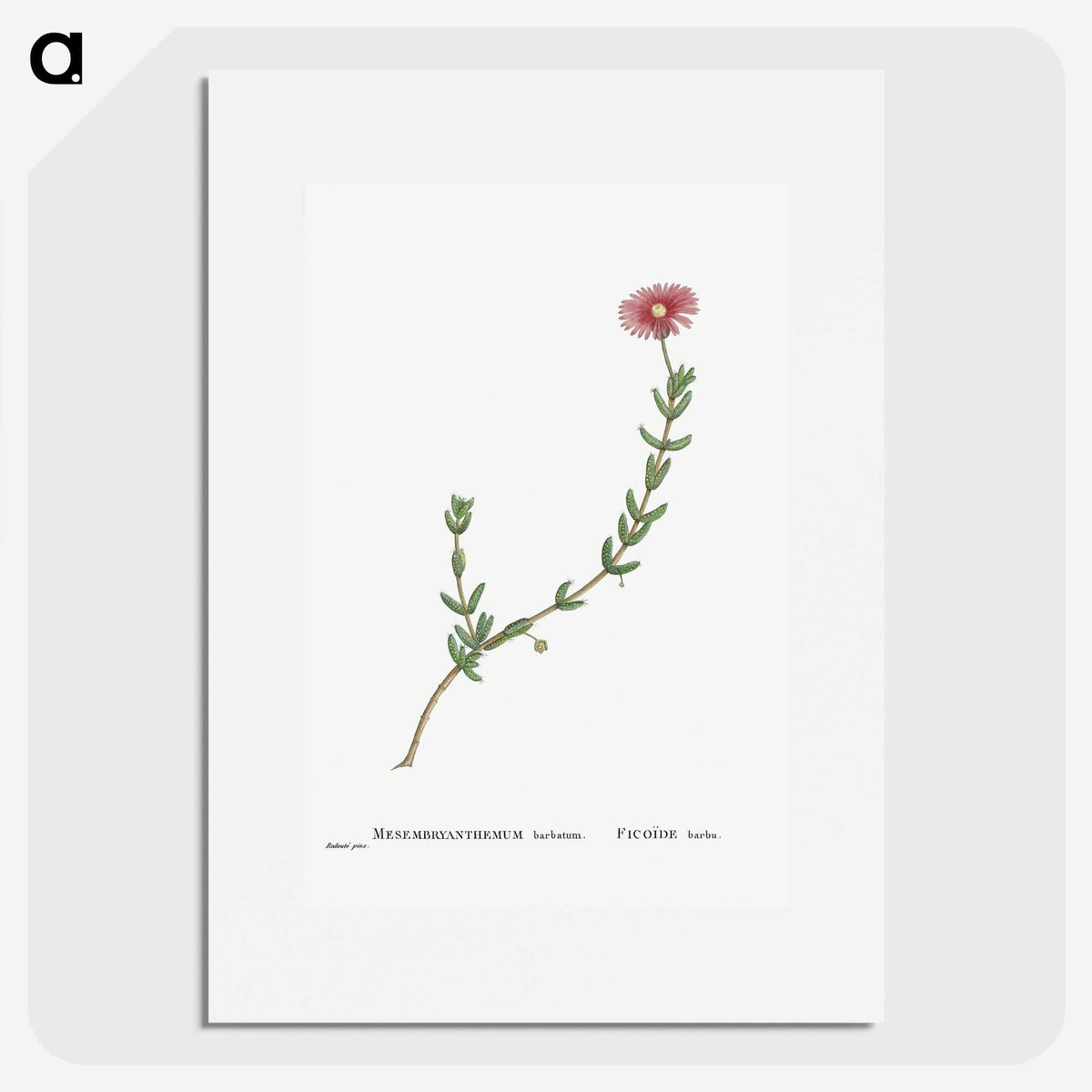 1-31_Histoire-des-Plantes-Grasses_picture