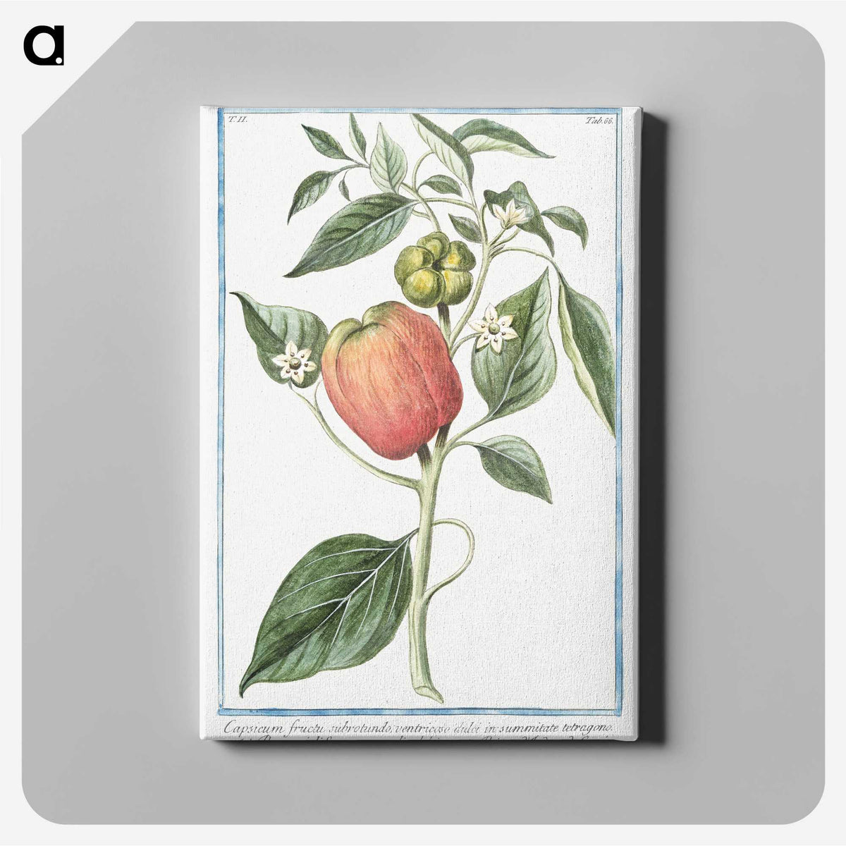 1-31_Hortus-Romanus-Botanical-Plates_canvas