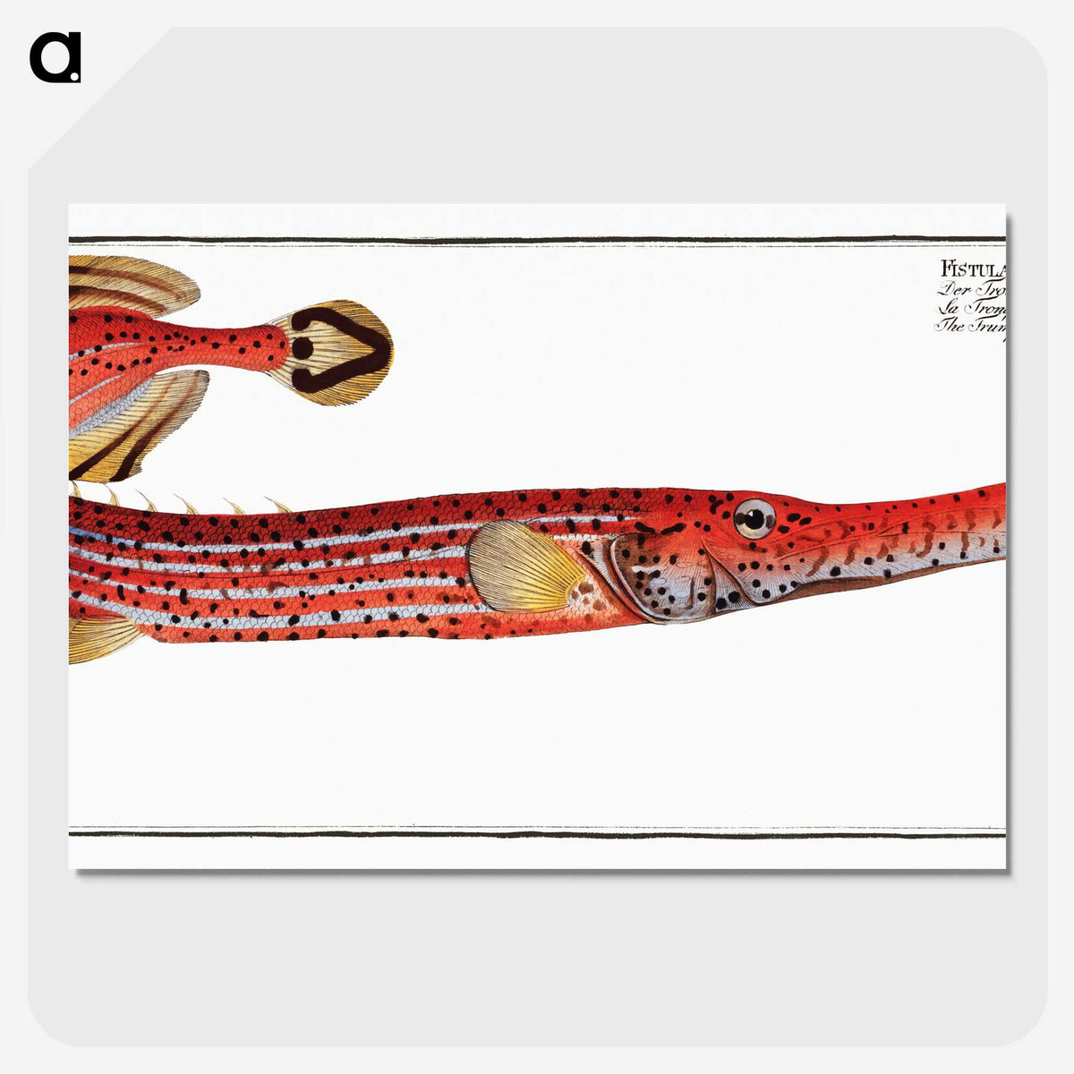 1-31_Ichtyologie-ou-Histoire-naturelle_picture-crop