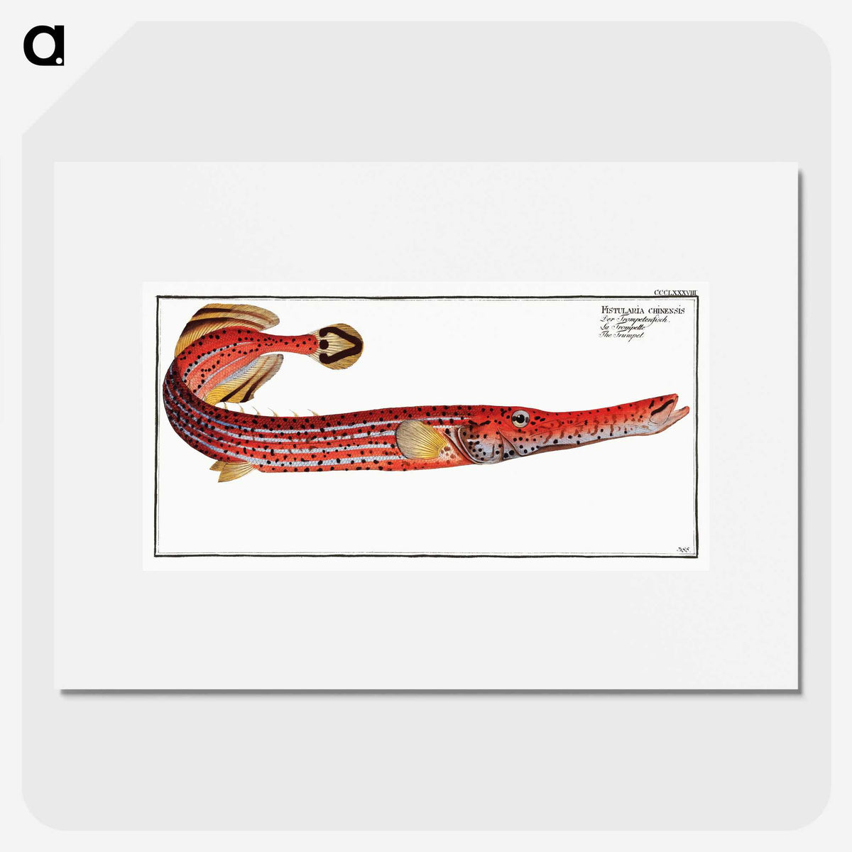 1-31_Ichtyologie-ou-Histoire-naturelle_picture