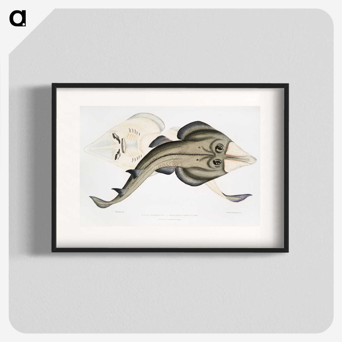 1-31_Indian-Zoology_blk