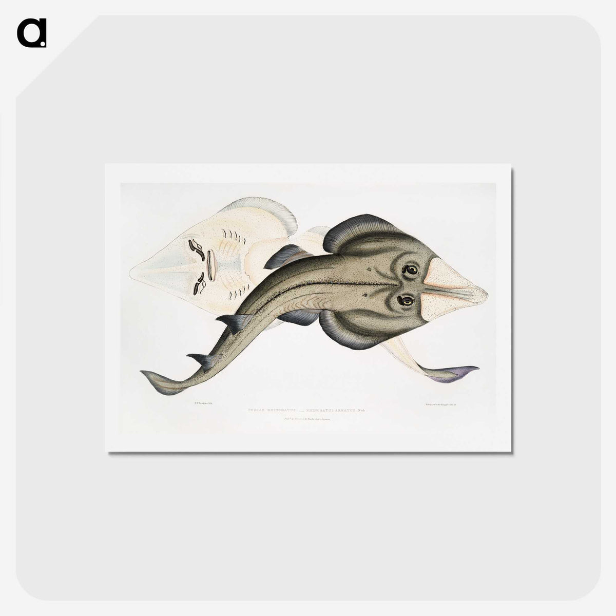 1-31_Indian-Zoology_hagaki