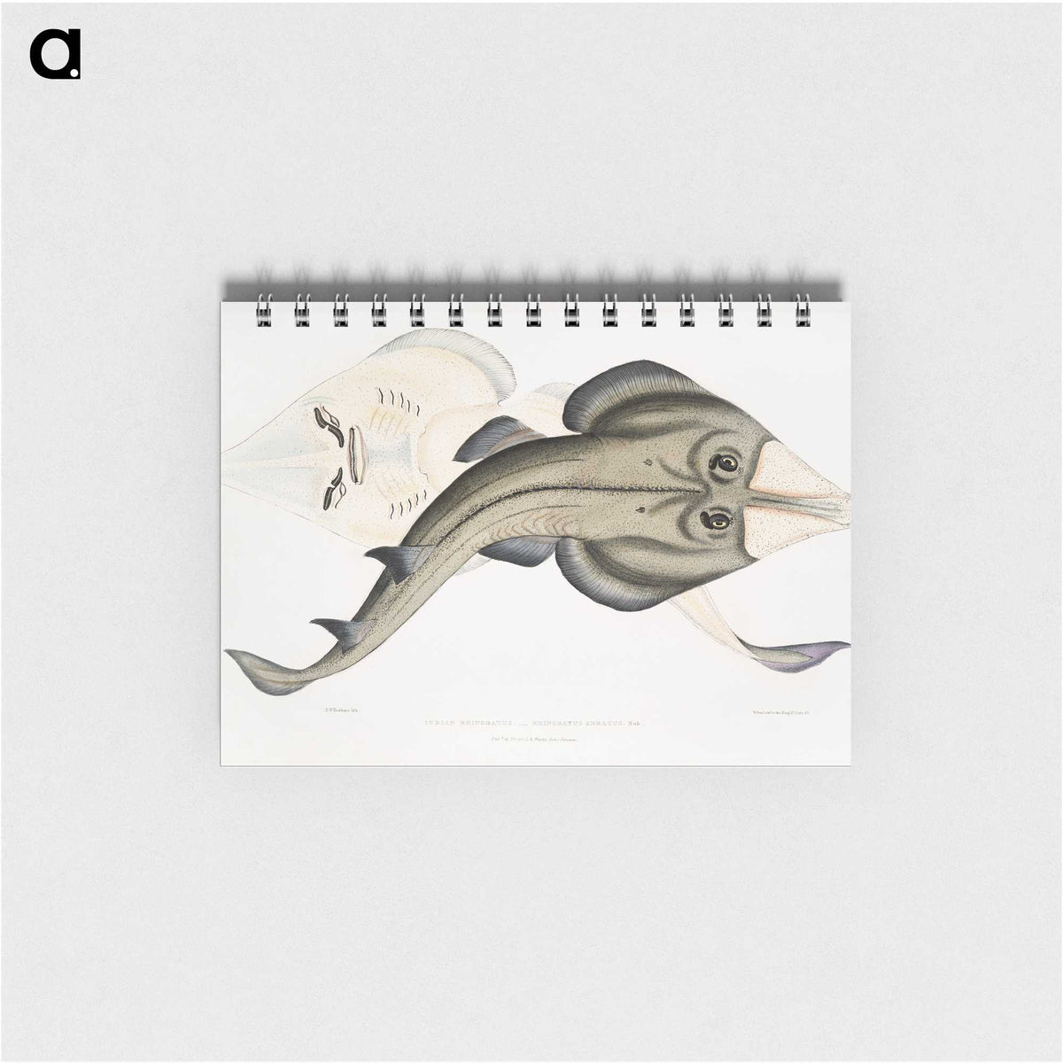 1-31_Indian-Zoology_memo