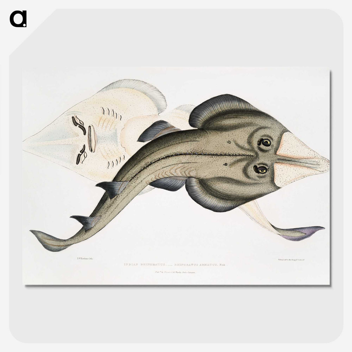 1-31_Indian-Zoology_picture-crop